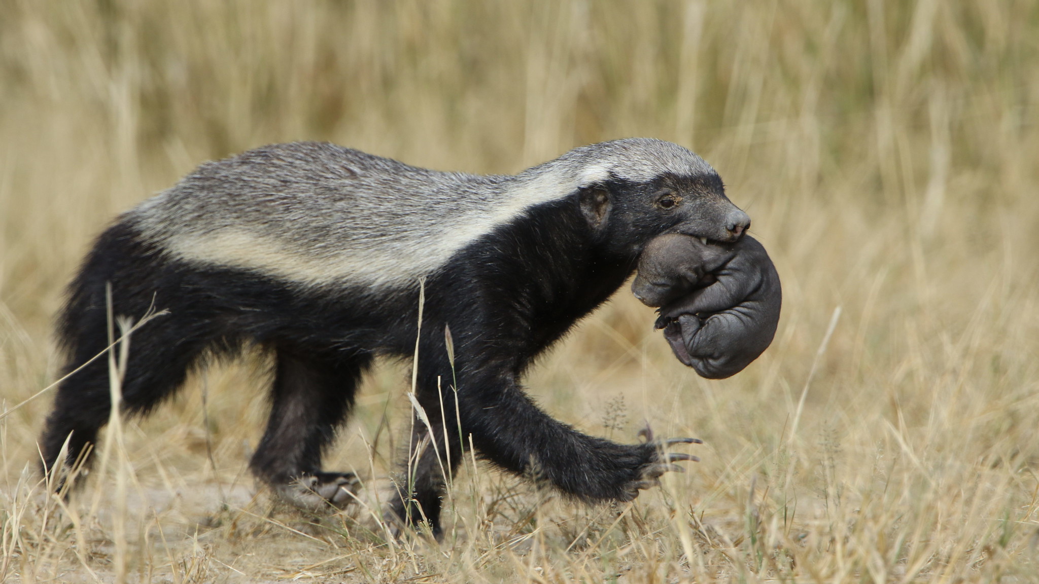 Honey badger, Mellivora capensis, carrying young pup in her mouth at Kgalagadi Transfrontier Park, Northern Cape, South Africa